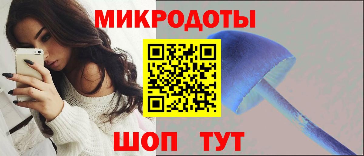 Псилоцибиновые грибы Psilocybe Тимашёвск